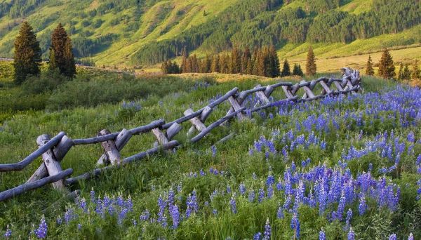 CO, Crested Butte Fence in a mountain valley